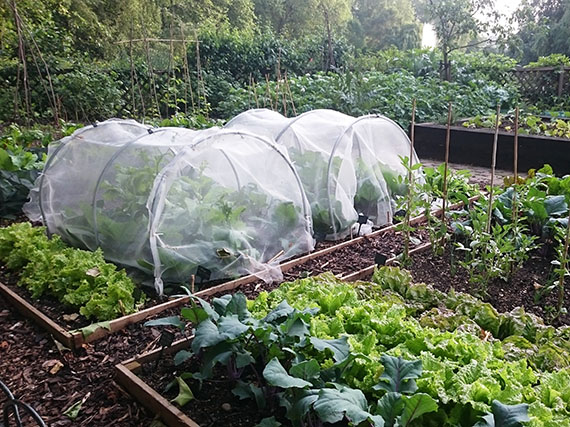 En otoño e invierno el huerto suma y sigue